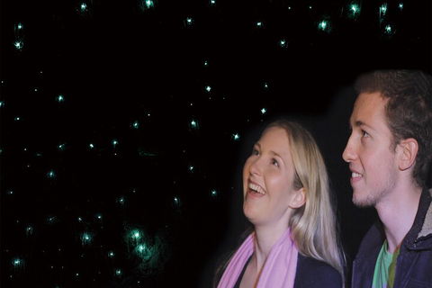 Natural Bridge Glow Worm Night Tour From Gold Coast - Accommodation Port Hedland 3