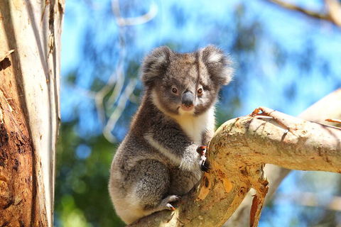 LGBT+ Friendly 2 Day Private Tour Great Ocean Road + Phillip Island - Accommodation Port Hedland 1