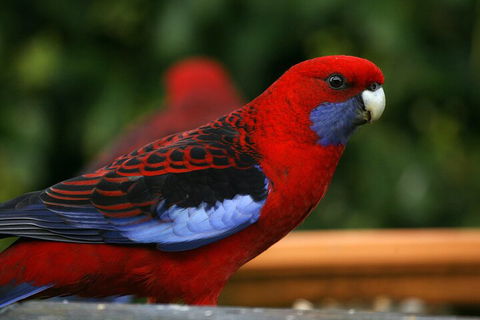 LGBT+ Friendly 2 Day Private Tour Great Ocean Road + Phillip Island - Accommodation Port Hedland 3