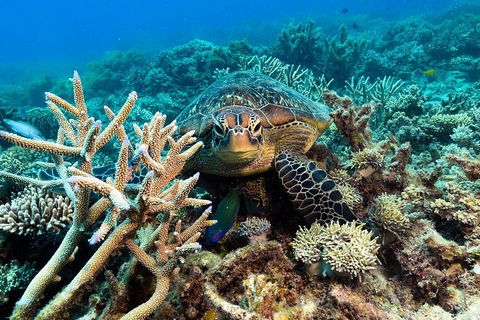 Great Barrier Reef Day Cruise From Cairns Including Snorkeling And Marine Biologist Presentation - Accommodation Port Hedland 4