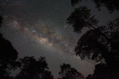 Evening Rainforest & Glow Worm Experience - Accommodation Port Hedland 4