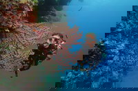 Silversonic Outer Great Barrier Reef Dive and Snorkel Cruise from Port Douglas