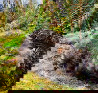 Cradle Mountain National Park Day Tour from Launceston - Accommodation Port Hedland