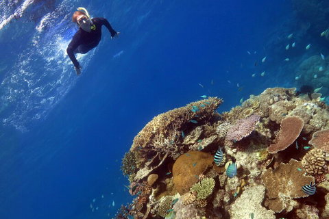 Silverswift Outer Great Barrier Reef Dive And Snorkel Cruise From Cairns - Accommodation Port Hedland 3