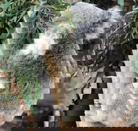 Private Blue Mountains and Wildlife Park Tour from Sydney with Barbecue Lunch - Accommodation Port Hedland