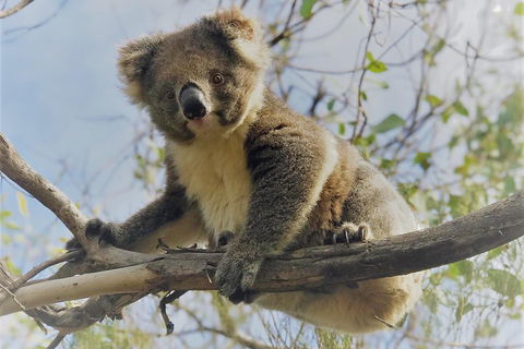 Kangaroo Island Scenic Trail Tour - Accommodation Port Hedland 2