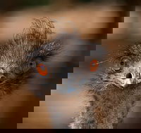 Currumbin Wildlife Sanctuary General Entry Ticket - Accommodation Port Hedland