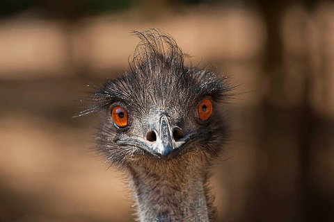 Currumbin Wildlife Sanctuary General Entry Ticket - Accommodation Port Hedland 0