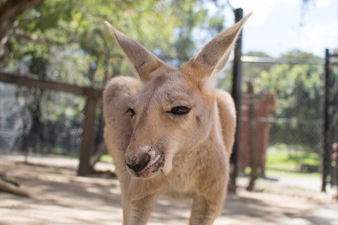 Currumbin Wildlife Sanctuary General Entry Ticket - Accommodation Port Hedland 2