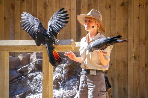 Currumbin Wildlife Sanctuary General Entry Ticket - Accommodation Port Hedland 4