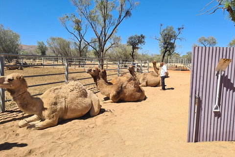 West MacDonnell Ranges Half-Day Small-Group Tour With Camel Ride - Accommodation Port Hedland 0