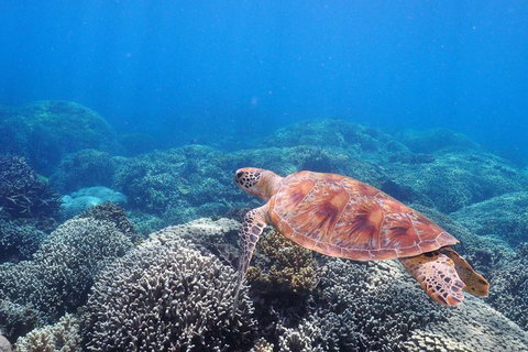 Calypso Outer Great Barrier Reef Cruise From Port Douglas - Accommodation Port Hedland 2