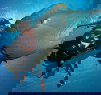Great Barrier Reef Snorkeling and Diving Cruise from Cairns - Accommodation Port Hedland