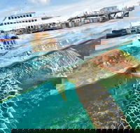 Scenic Helicopter Flight to Moore Reef and Return Snorkeling Cruise from Cairns - Accommodation Port Hedland