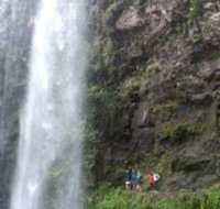 Springbrook National Park Discovery Full-Day Bushwalking Tour - Accommodation Port Hedland