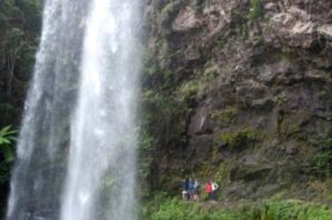 Springbrook National Park Discovery Full-Day Bushwalking Tour - Accommodation Port Hedland 0
