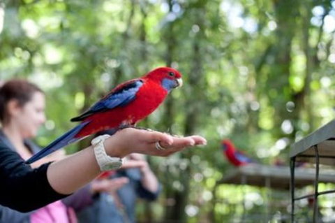 Springbrook National Park Discovery Full-Day Bushwalking Tour - Accommodation Port Hedland 1