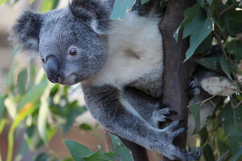 Sydney Attractions Pass: SEA LIFE Aquarium, Sydney Tower Eye, WILD LIFE Zoo And Madame Tussauds - Accommodation Port Hedland 2