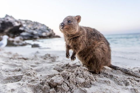 Rottnest Island All-Inclusive Grand Island Tour From Fremantle - Accommodation Port Hedland 2