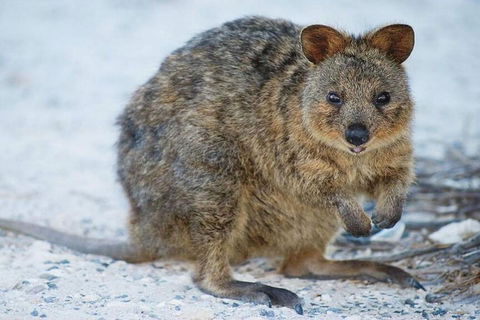 Rottnest Island Bayseeker Day Trip From Perth - Accommodation Port Hedland 2