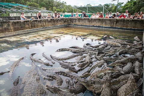 Hartley's Crocodile Adventures Day Trip From Cairns - Accommodation Port Hedland 0