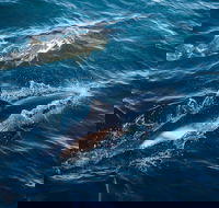 Sydney Whale-Watching Cruise - Accommodation Port Hedland