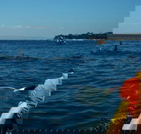 Mornington Peninsula Kayak Coastline Tour of Dolphin Sanctuary - Accommodation Port Hedland