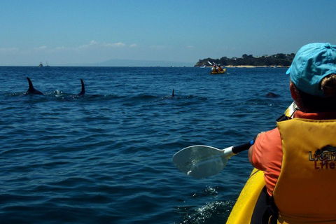 Mornington Peninsula Kayak Coastline Tour Of Dolphin Sanctuary - Accommodation Port Hedland 0