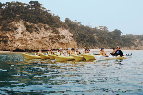 Mornington Peninsula Kayak Coastline Tour Of Dolphin Sanctuary - Accommodation Port Hedland 4