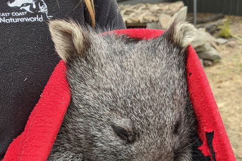 2-Day Tas East Coast Escape Tour Including Bay Of Fires, Wineglass Bay & Devils - Accommodation Port Hedland 3