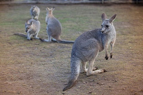 Private Tour: Blue Mountains Day Trip From Sydney - Accommodation Port Hedland 2