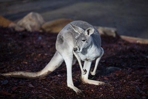 Private Tour: Blue Mountains Day Trip From Sydney - Accommodation Port Hedland 3