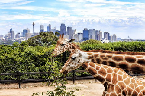 Go City | Sydney Explorer Pass With 20+ Attractions And Tours - Accommodation Port Hedland 2