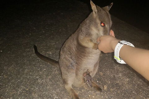 Private Tour To Paronella Park, Historic Village Herberton And Wild Life Wallaby - Accommodation Port Hedland 0