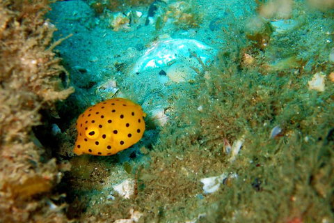 Wave Break Island Scuba Diving On The Gold Coast - Accommodation Port Hedland 3