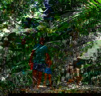 Full Day Daintree Rainforest and Mossman Gorge Tour - Accommodation Port Hedland