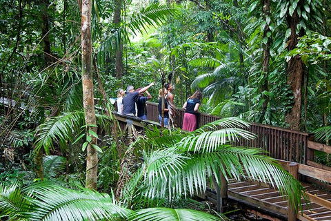 Full Day Daintree Rainforest And Mossman Gorge Tour - Accommodation Port Hedland 1