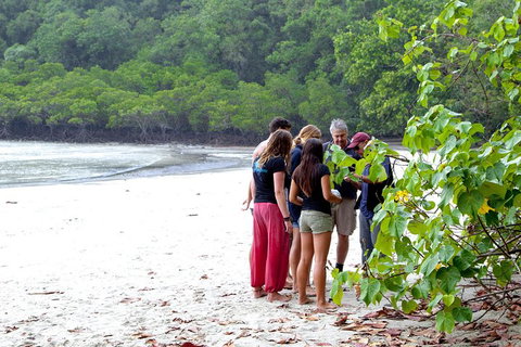 Full Day Daintree Rainforest And Mossman Gorge Tour - Accommodation Port Hedland 2