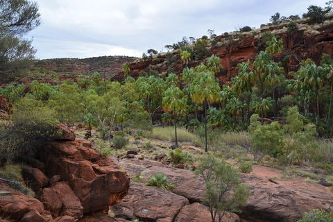 Palm Valley And Hermannsburg 1 Day 4WD Tour - Accommodation Port Hedland 4