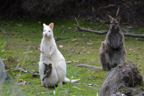 Full-Day Guided Bruny Island Tour From Hobart - Accommodation Port Hedland 0