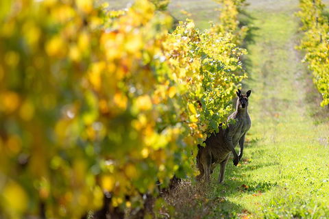 Margaret River 3 Day Escape - Accommodation Port Hedland 4