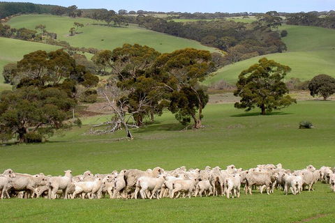 Kangaroo Island Luxury Small Group 'Island Life' Full Day Tour - Accommodation Port Hedland 1