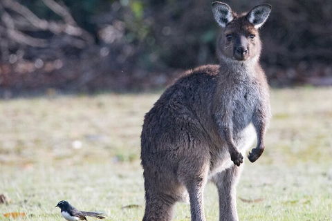 Kangaroo Island Luxury Small Group 'Island Life' Full Day Tour - Accommodation Port Hedland 2