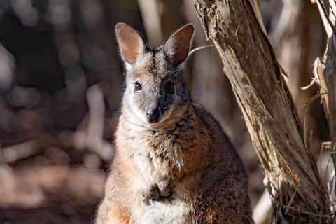 Kangaroo Island Luxury Small Group 'Island Life' Full Day Tour - Accommodation Port Hedland 3