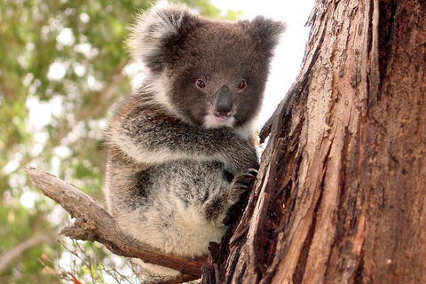 Kangaroo Island Luxury Small Group 'Island Life' Full Day Tour - Accommodation Port Hedland 4
