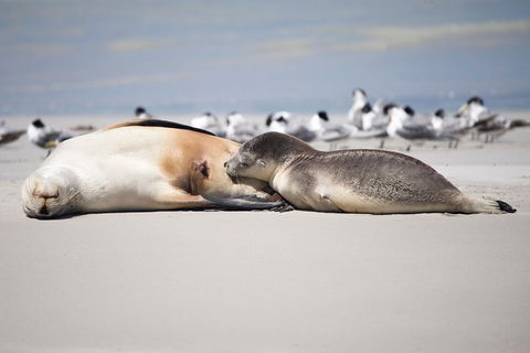 Kangaroo Island Luxury Small Group 'Island Life' Full Day Tour - Accommodation Port Hedland 5