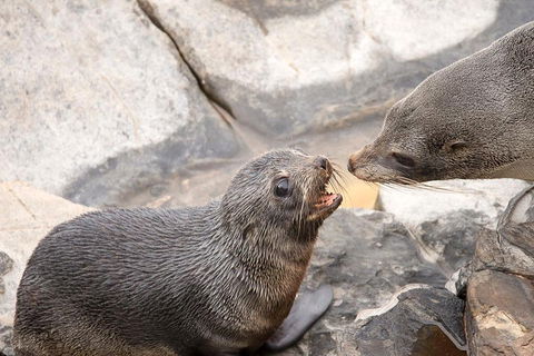 Kangaroo Island Luxury Small Group 'Flinders Chase Focus' Full Day Tour - Accommodation Port Hedland 2