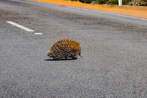 Kangaroo Island Luxury Small Group 'Flinders Chase Focus' Full Day Tour - Accommodation Port Hedland 3