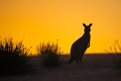 Kangaroo Island Luxury Small Group 'Flinders Chase Focus' Full Day Tour - Accommodation Port Hedland 5
