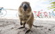 Rottnest Island Round-Trip Ferry From Perth Or Fremantle - thumb 3